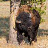 Buffalo (Bison bison)