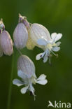 Bladder Campion (Silene vulgaris)