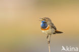 Blauwborst (Luscinia svecica)