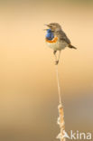 Bluethroat (Luscinia svecica)