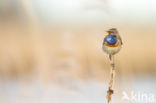 Bluethroat (Luscinia svecica)