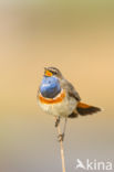 Bluethroat (Luscinia svecica)