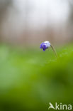 Blauwe bosanemoon (Anemone nemerosa)