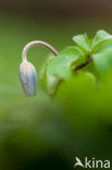 Blauwe bosanemoon (Anemone nemerosa)