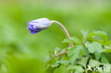 Blauwe bosanemoon (Anemone nemerosa)