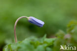 Blauwe bosanemoon (Anemone nemerosa)