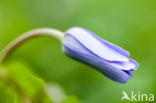 Blauwe bosanemoon (Anemone nemerosa)