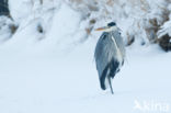 Grey Heron (Ardea cinerea)