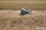 Grey Heron (Ardea cinerea)