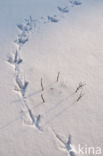 Blauwe Reiger (Ardea cinerea)