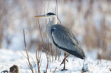 Blauwe Reiger (Ardea cinerea)