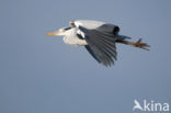 Blauwe Reiger (Ardea cinerea)