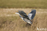 Blauwe Reiger (Ardea cinerea)