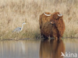 Grey Heron (Ardea cinerea)