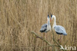 Blauwe Reiger (Ardea cinerea)