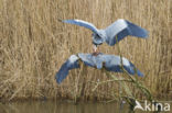 Blauwe Reiger (Ardea cinerea)