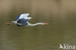 Grey Heron (Ardea cinerea)