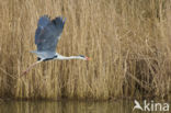 Grey Heron (Ardea cinerea)