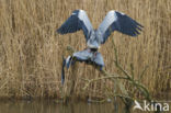 Blauwe Reiger (Ardea cinerea)