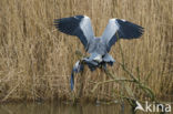 Grey Heron (Ardea cinerea)