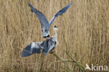 Grey Heron (Ardea cinerea)