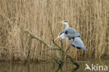 Blauwe Reiger (Ardea cinerea)