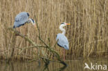 Blauwe Reiger (Ardea cinerea)