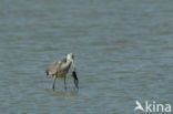 Grey Heron (Ardea cinerea)