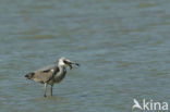 Grey Heron (Ardea cinerea)