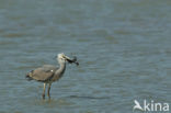 Blauwe Reiger (Ardea cinerea)