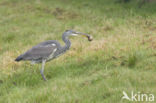 Grey Heron (Ardea cinerea)