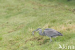 Grey Heron (Ardea cinerea)