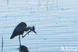 Grey Heron (Ardea cinerea)