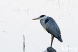 Blauwe Reiger (Ardea cinerea)