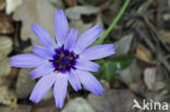 Blauwe sla (Lactuca perennis)