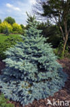 Blauwe spar (Picea pungens)