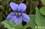 Bleeksporig bosviooltje (Viola riviniana)