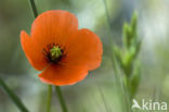 Bleke klaproos (Papaver dubium)