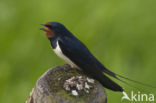 Boerenzwaluw (Hirundo rustica)