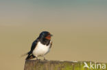 Boerenzwaluw (Hirundo rustica)