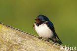 Boerenzwaluw (Hirundo rustica)