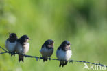 Barn Swallow (Hirundo rustica)