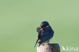 Barn Swallow (Hirundo rustica)