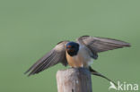 Boerenzwaluw (Hirundo rustica)