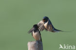 Boerenzwaluw (Hirundo rustica)