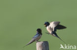 Boerenzwaluw (Hirundo rustica)