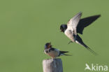 Barn Swallow (Hirundo rustica)