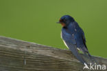 Boerenzwaluw (Hirundo rustica)