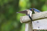 Boerenzwaluw (Hirundo rustica)