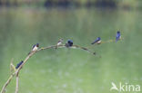 Boerenzwaluw (Hirundo rustica)